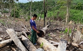 Khởi tố, bắt tạm giam 4 đối tượng phá rừng tự nhiên quy mô lớn