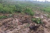 Khởi tố vụ án hủy hoại rừng quy mô lớn ở Gia Lai