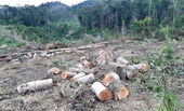 Yêu cầu khẩn trương xử lý 4 vụ phá rừng nổi cộm