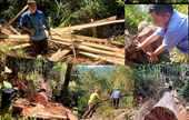 Khởi tố vụ án phá rừng nghiêm trọng tại huyện Bắc Trà My để tiến hành điều tra