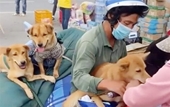 Cà Mau yêu cầu báo cáo vụ tiêu hủy đàn chó của hai vợ chồng về quê tránh dịch