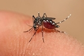 Những lưu ý để phòng chống bệnh trong mùa dịch sốt xuất huyết