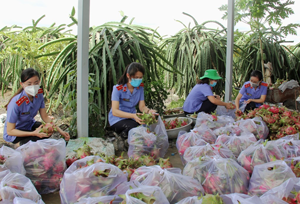 Chi đoàn VKSND tỉnh Long An thu hoạch nông sản gửi tặng bà con gặp khó khăn