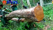 Vì sao rừng tại Khu Bảo tồn thiên nhiên Ea Sô liên tục bị “lâm tặc” tàn phá