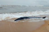 Giải cứu cá voi nặng gần 3 tấn dạt bờ biển Thừa Thiên Huế