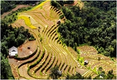 Một thoáng mùa gặt ở Hoàng Su Phì