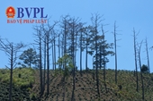 Hàng trăm héc ta rừng thuộc các dự án nông lâm tại huyện Bảo Lâm bị phá, lấn chiếm