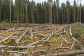 Hơn 100 quốc gia cam kết chấm dứt nạn phá rừng vào năm 2030