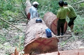 VKSND huyện Hàm Thuận Nam tham gia khám nghiệm hiện trường một vụ phá rừng nghiêm trọng