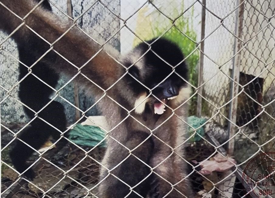 Hai anh em họ “dính” vòng lao lý vì nuôi nhốt hai cá thể Vượn