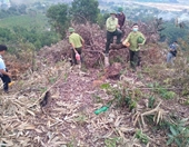 UBND huyện Vân Đồn tiếp thu kiến nghị của Viện kiểm sát về công tác quản lý, bảo vệ rừng