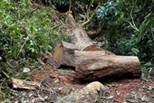 Phát hiện hàng loạt cây gỗ hương bị cưa hạ trong vườn Quốc gia Kon Ka Kinh
