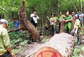 Kháng nghị hủy án liên quan đến Trưởng BQL rừng phòng hộ La Ngà tổ chức khai thác gỗ trái phép