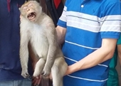 TP HCM Khỉ cụt chân liên tục tấn công người dân gây thương tích