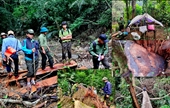 Điều tra làm rõ vụ phá rừng nghiêm trọng tại Quảng Trị