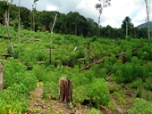 Để mất hơn 34ha rừng, hai cán bộ kiểm lâm bị kỷ luật