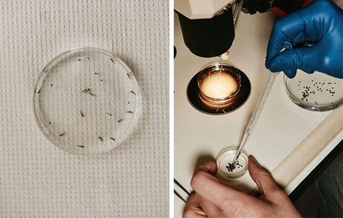 Sáng chế ra robot đầu tiên có khả năng tự tái tạo