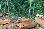 Vụ khai thác hơn 84m3 gỗ trái phép ở Gia Lai Khởi tố 1 nhân viên bảo vệ rừng