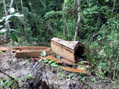 Bắt nhân viên bảo vệ rừng vì để mất gần 85m3 gỗ