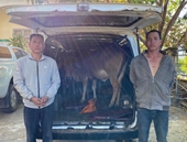 Hai đối tượng dùng xe ô tô đi ăn trộm 6 con bò