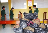 Thu giữ 40kg nghi cần sa khô từ Campuchia về Việt Nam