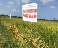 Ngang nhiên định giá, trợ giá cho nhiều giống lúa chưa được công nhận giống