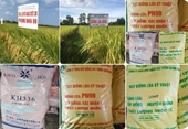 Vụ lúa giống chưa được công nhận Chủ tịch UBND tỉnh Quảng Bình chỉ đạo kiểm tra, xử lý