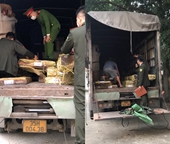Phát hiện xe tải chở gỗ lậu từ Thừa Thiên - Huế ra Ninh Bình