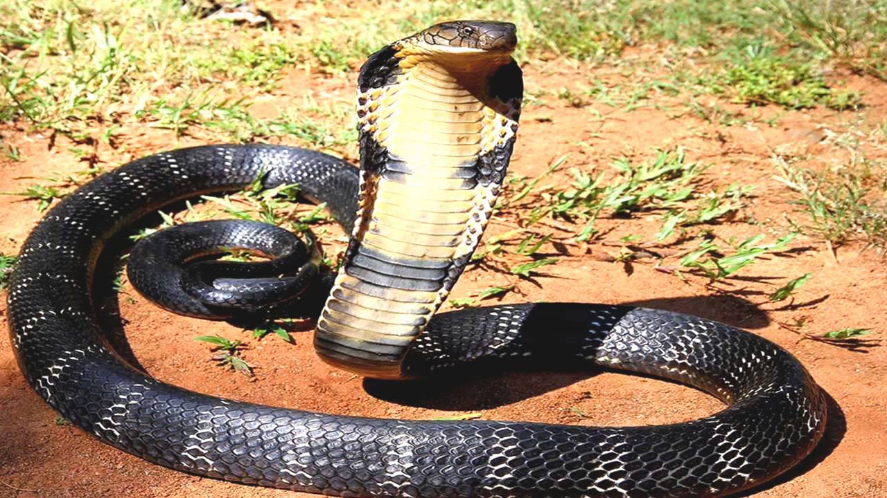 Phát hiện xe khách vận chuyển 2 cá thể rắn hổ chúa nguy cấp, quý hiếm