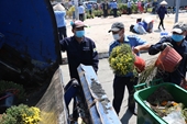 Nhà vườn ‘đứt ruột’ cắt bỏ 500 chậu hoa chiều 29 Tết