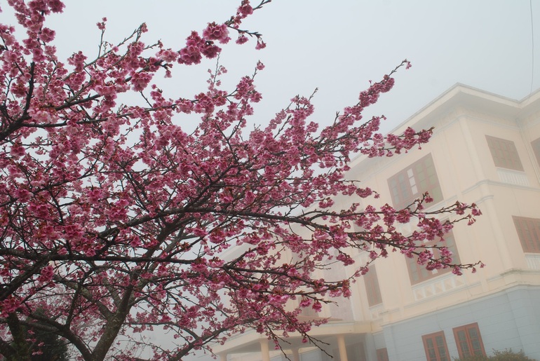 Vùng núi Sa Pa lộng lẫy hoa anh đào Nhật Bản