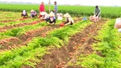 Lần đầu tiên tổ chức Lễ hội thu hoạch cà rốt để kích cầu và xuất khẩu