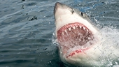 CLIP Khoảnh khắc kinh hoàng vận động viên bơi lội bị cá mập trắng tấn công