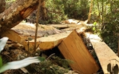 Đề nghị xử lý nhiều Chủ tịch xã để xảy ra các vụ phá rừng nghiêm trọng