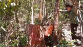 Phát hiện hàng loạt cây gỗ Pơ mu quý hiếm bị khai thác trái phép ở Đắk Lắk