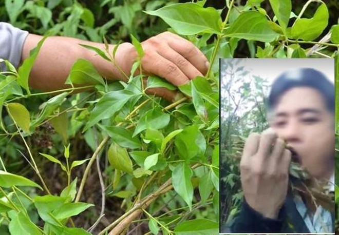 Ăn lá ngón tự tử vì bị ngăn cản không cho lấy vợ hai