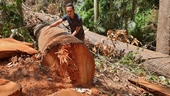 Cận cảnh hiện trường vụ phá rừng quy mô lớn tại Kon Tum
