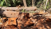 Đã xác định được nhóm đối tượng phá rừng quy mô lớn tại Kon Tum