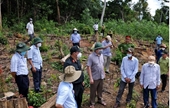 Phê chuẩn khởi tố 16 bị can trong hai vụ phá rừng quy mô lớn tại Phú Yên