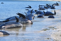 Cá voi hoa tiêu lại chết hàng loạt do mắc cạn ở New Zealand