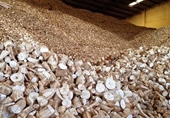 Nghi vấn trong hồ sơ hoàn thuế GTGT của doanh nghiệp xuất khẩu tinh bột sắn