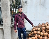 Nam thanh niên đột nhập vào vườn cây trộm… 600 trái dừa