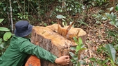 Khởi tố vụ phá gần 6 000m2 rừng tự nhiên ở Gia Lai