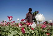 Taliban cấm triệt để việc trồng cây thuốc phiện, dọa xử người vi phạm bằng luật Hồi giáo Sharia