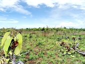 Phát hiện vụ phá rừng quy mô lớn ở Đắk Lắk