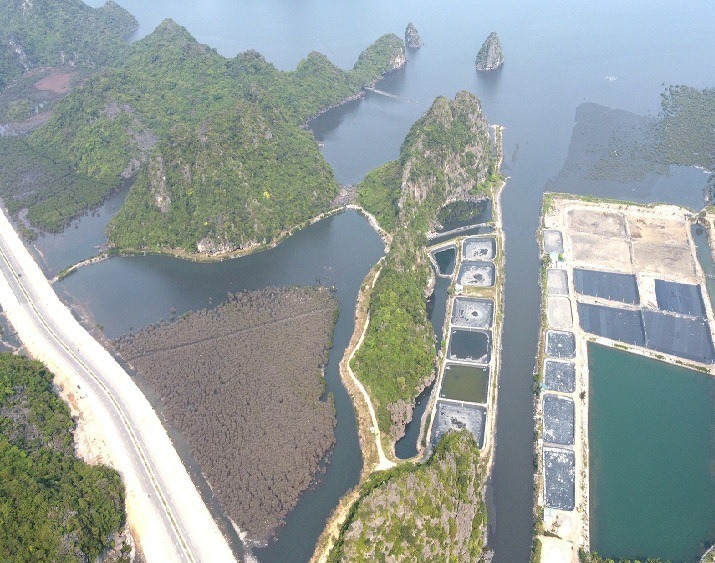 Truy tìm “thủ phạm” khiến rừng ngập mặn bên bờ vịnh Hạ Long chết hàng loạt