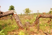 Cục Kiểm lâm chỉ đạo vụ phá hơn 382 ha rừng tại Đắk Lắk