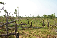 Vụ phá 382 ha rừng ở Đắk Lắk Đề nghị làm rõ trách nhiệm tập thể, cá nhân