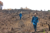 Tiếp tục phát hiện hơn 70ha rừng bị phá ở Đắk Lắk
