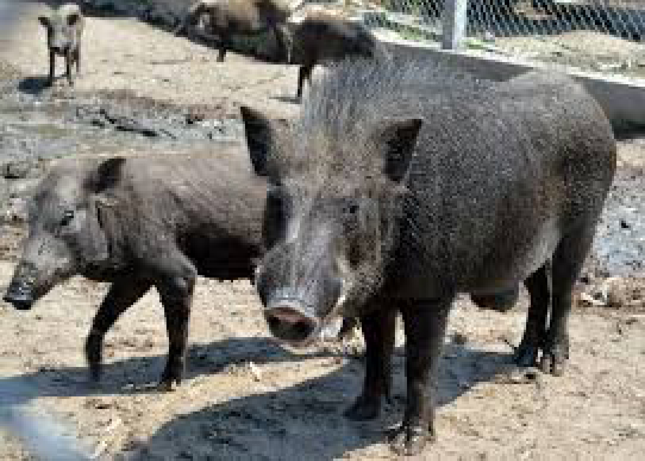 Bi hài 11 người hầu kiện vì “lỡ” làm thịt con heo rừng sổng chuồng